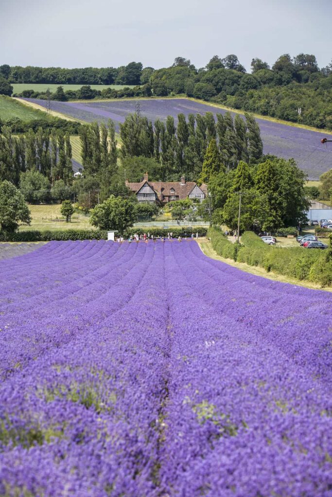 Castle Farm Lavender Field Kent