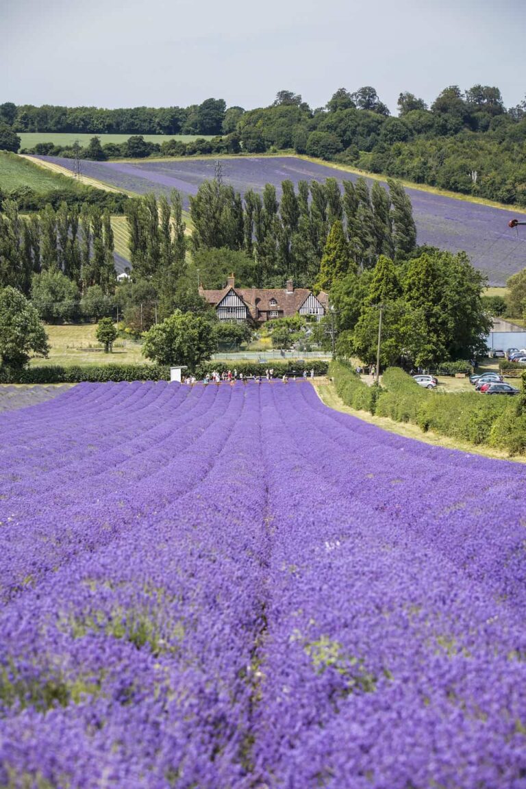 Where to visit lavender fields in the UK 2024