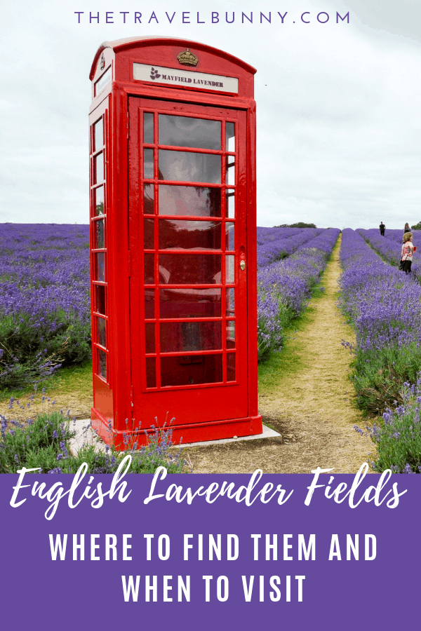 red telephone box in field of lavender