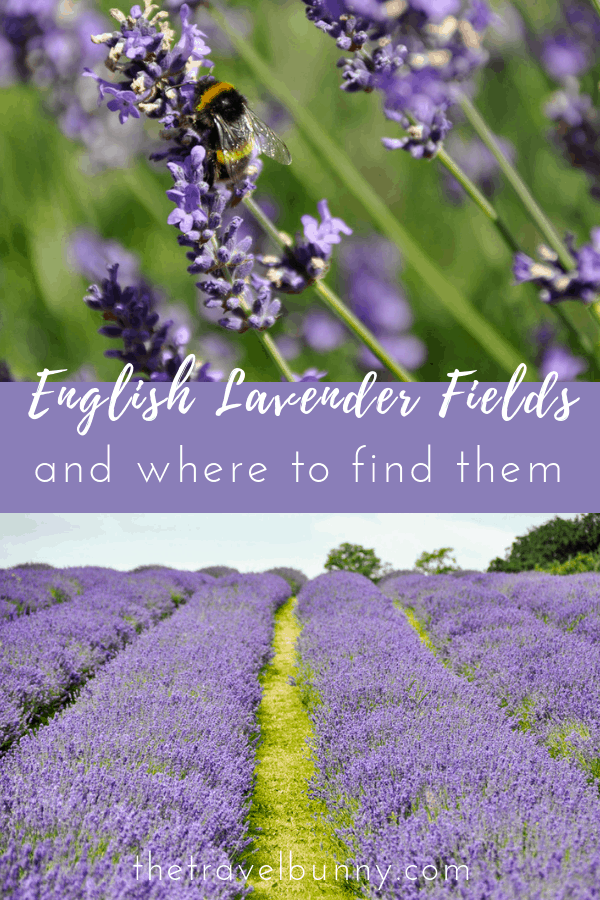 Lavender fields in England