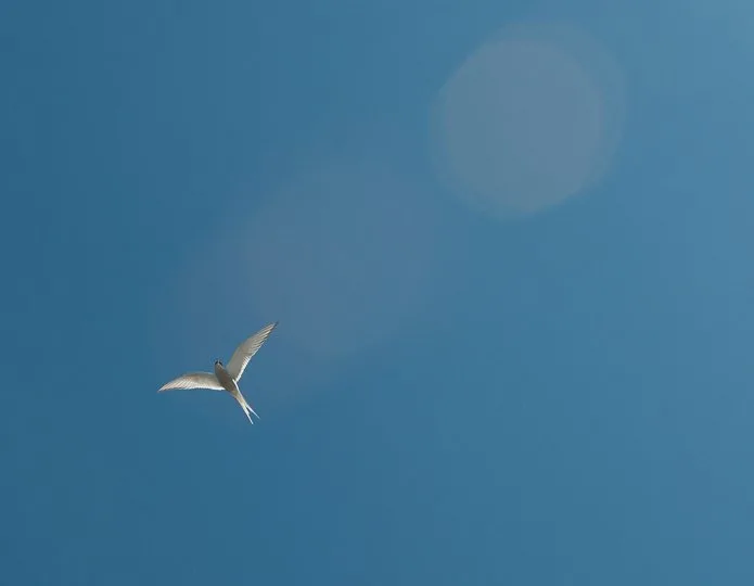 arctic-tern-in-flight
