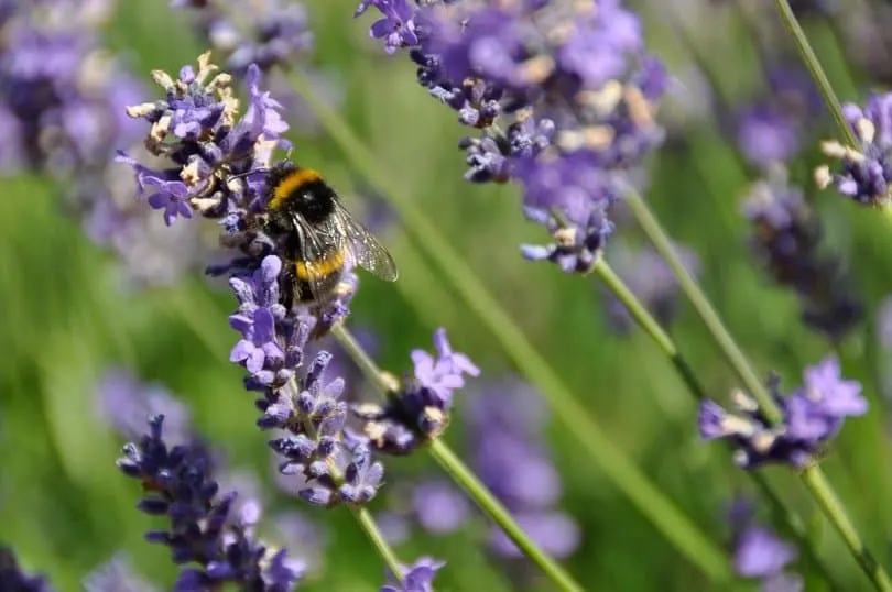 Bee in a lavender field
