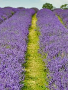 lavender fields in the UK