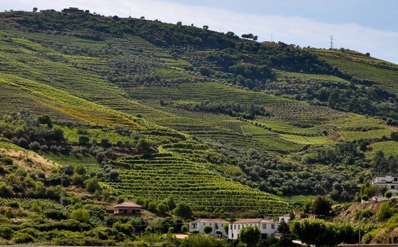 douro-valley-vineyard-terraces