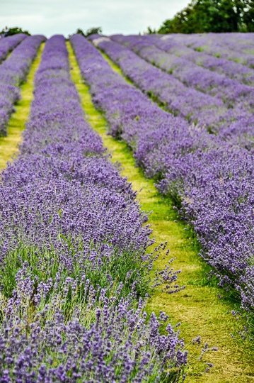 lavender-field-rows