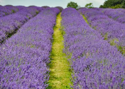 Where to find the best lavender fields in England 2020