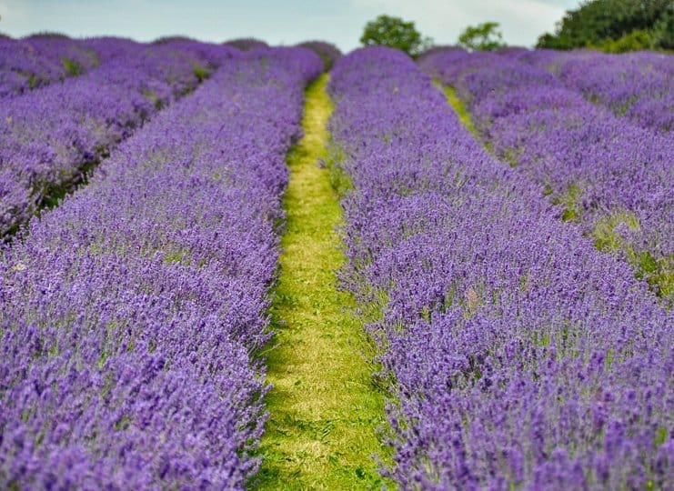 english-lavender-fields