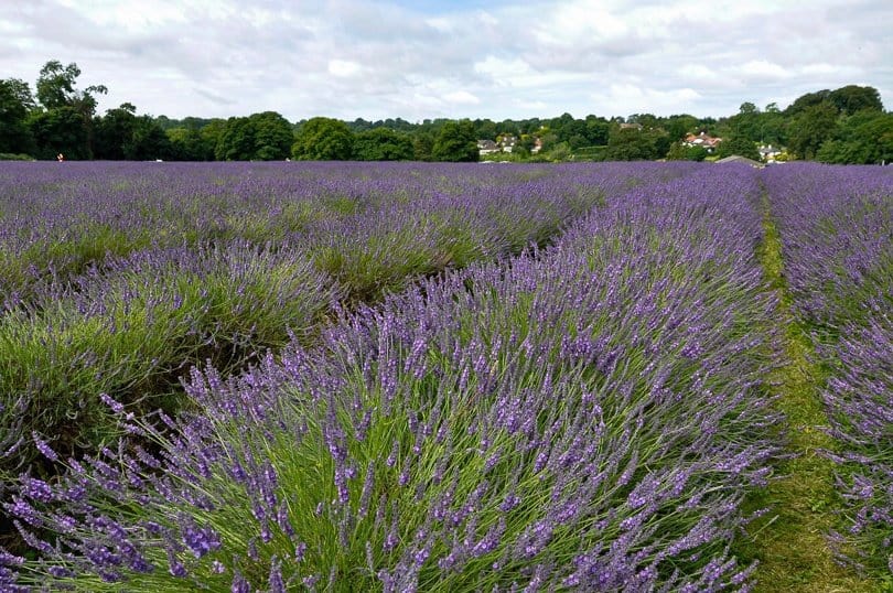 lavender-field