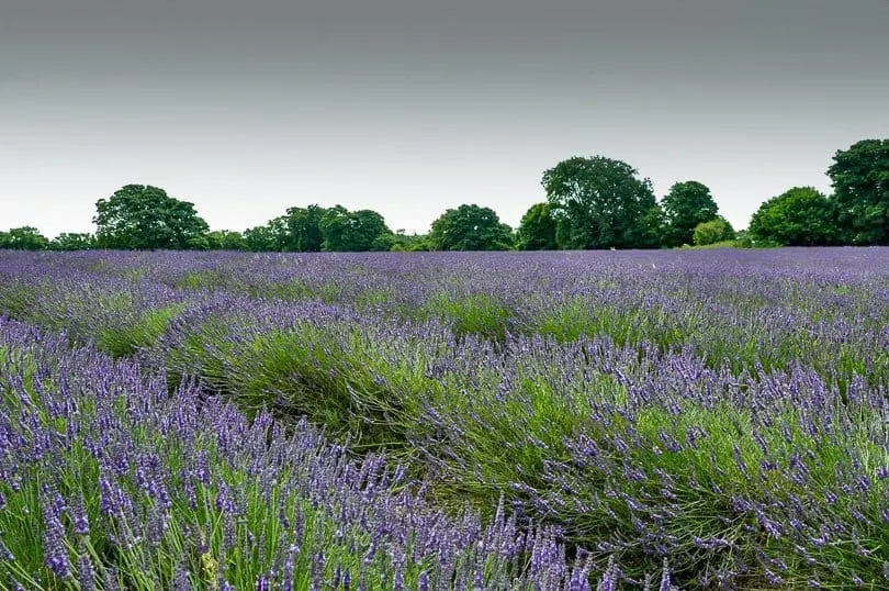 Lavender field in UK 