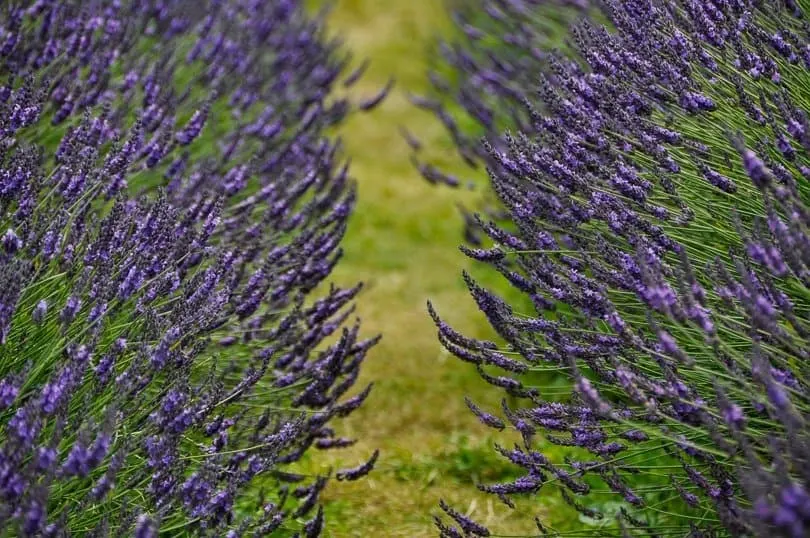 Lavender Field