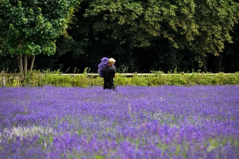 Harvesting in the lavender fields