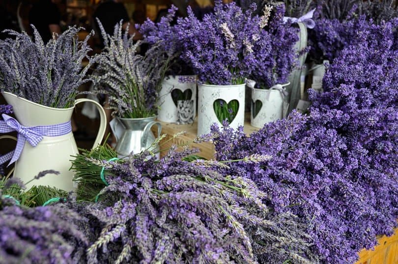 You Buy Where Lavender Can