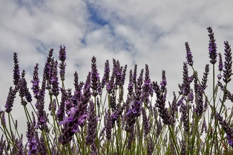 Lavender field UK