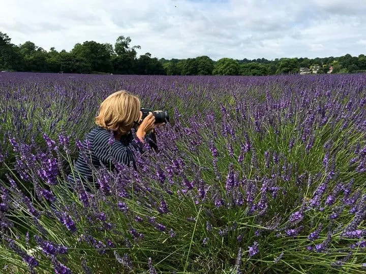 photographing-lavender