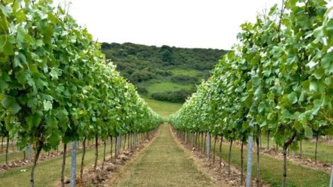 Sussex vineyards – a stay at Rathfinny Wine Estate