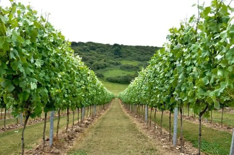 rathfinny-wine-estate