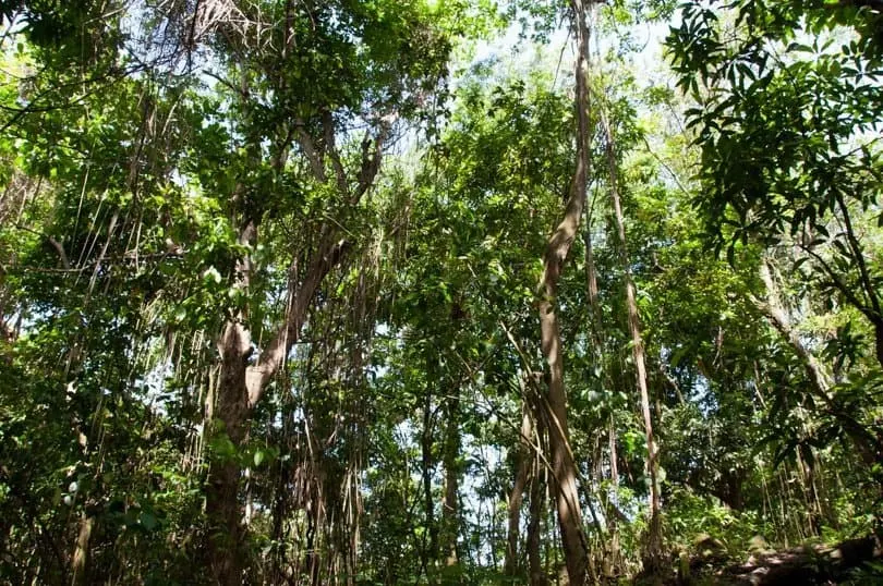 st-kitts-rainforest