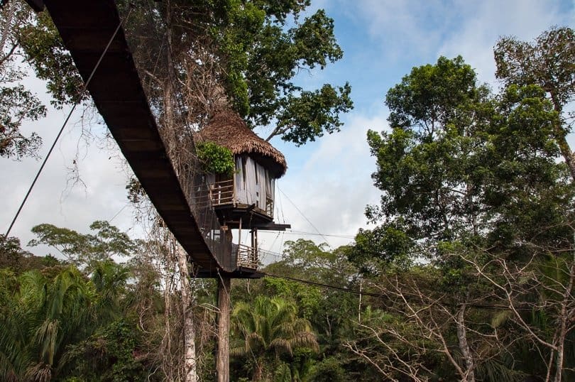Amazon Jungle Treehouse Peru