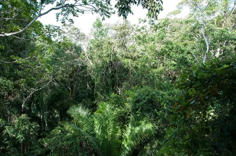 amazon-jungle-canopy