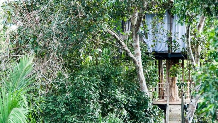 peruvian-jungle-treehouse