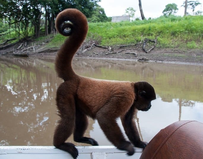 woolly-monkey