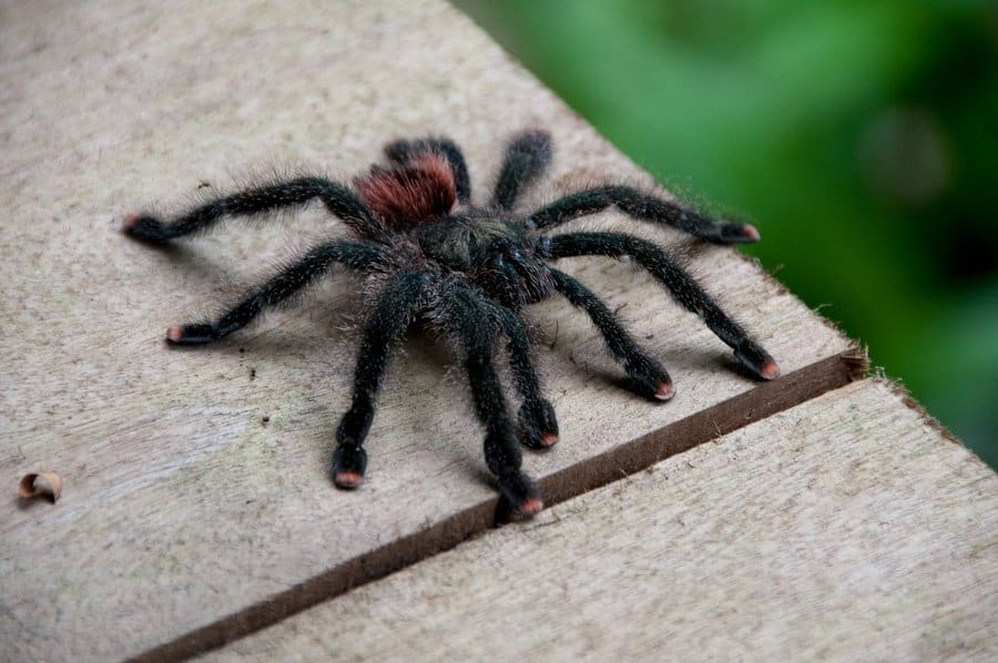 red-toed-tarantula