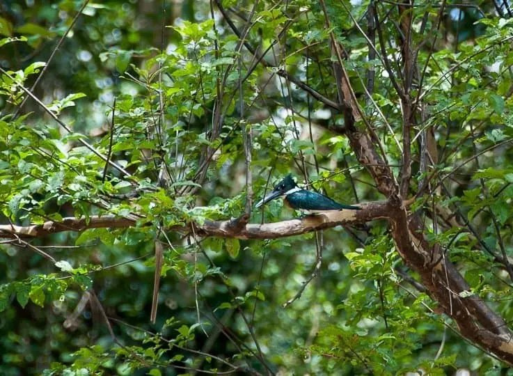 amazon-wildlife-kingfisher