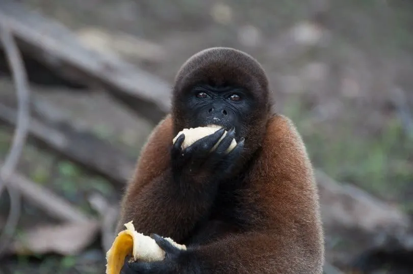 woolly-monkey