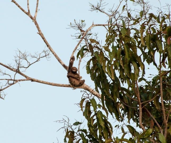 sloth-amazon-jungle