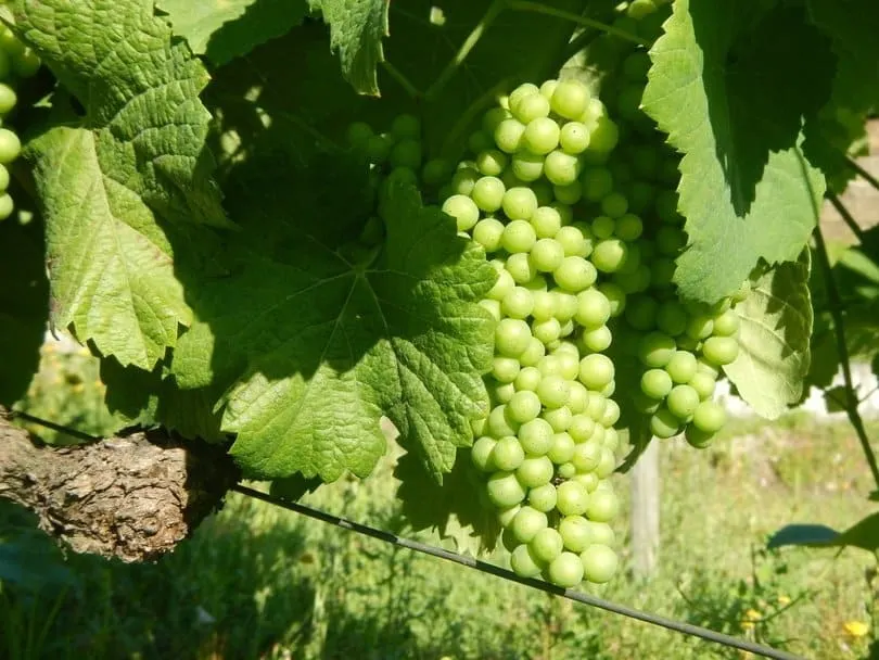 Ripes grapes on the vine