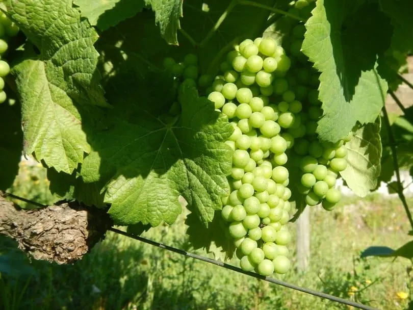 White Grapes