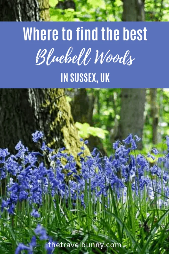 Bluebell Woods Sussex