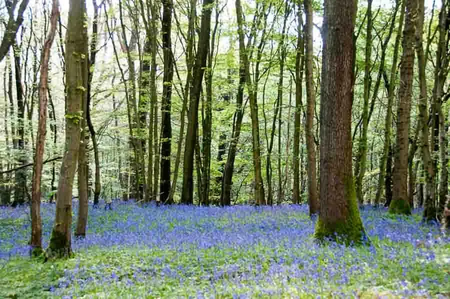 Sussex Bluebell Woods
