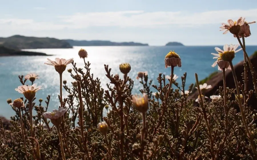 Menorca Spring flowers