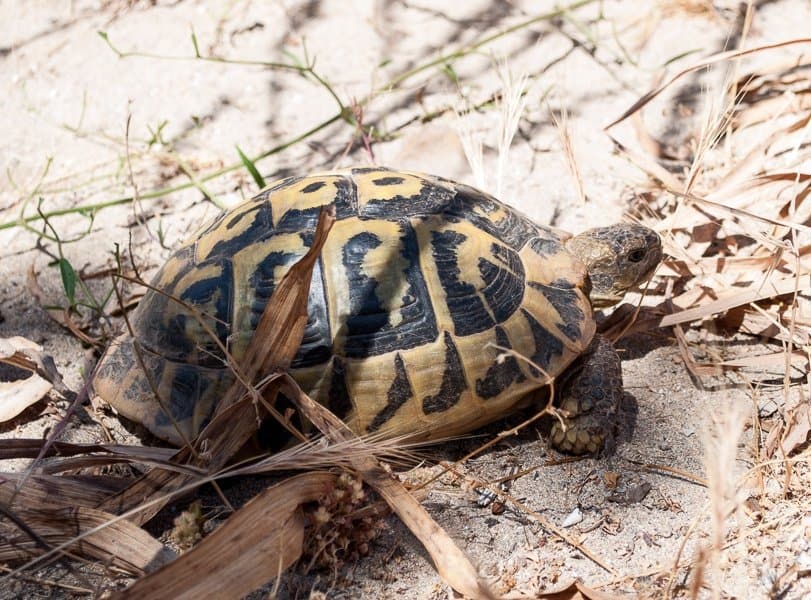 Tortoise in Menorca bio sphere reserve