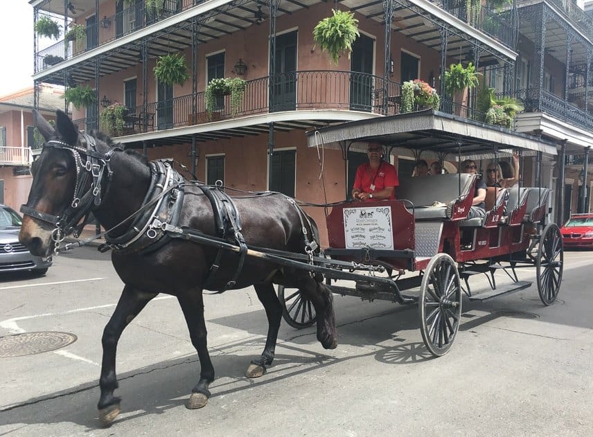 Mule and Carriage New Orleans