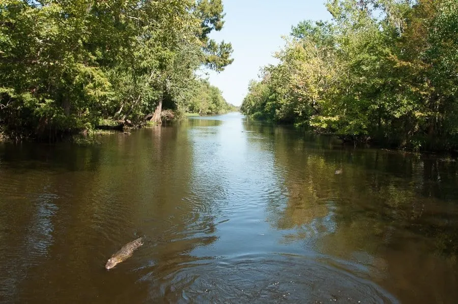 Cajun Swamp Tour, New Orleans