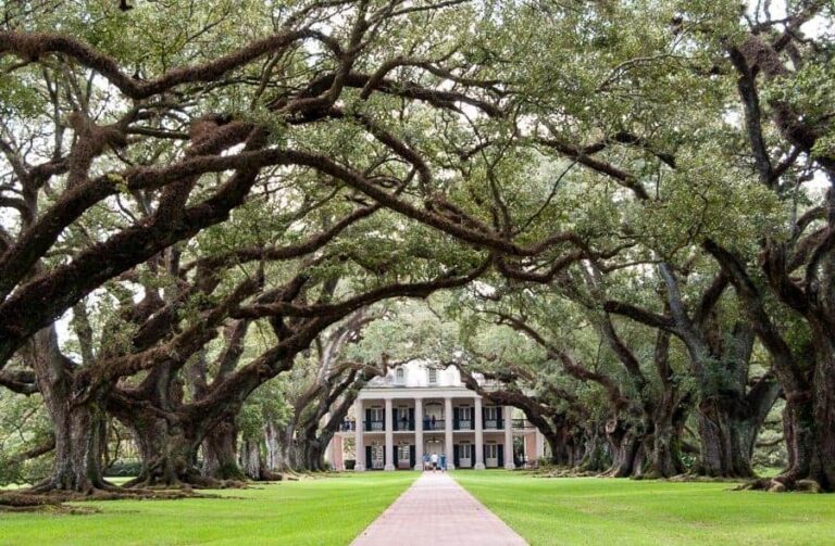Oak Alley Plantation House Oak Trees