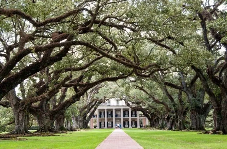Oak Alley Plantation House Oak Trees