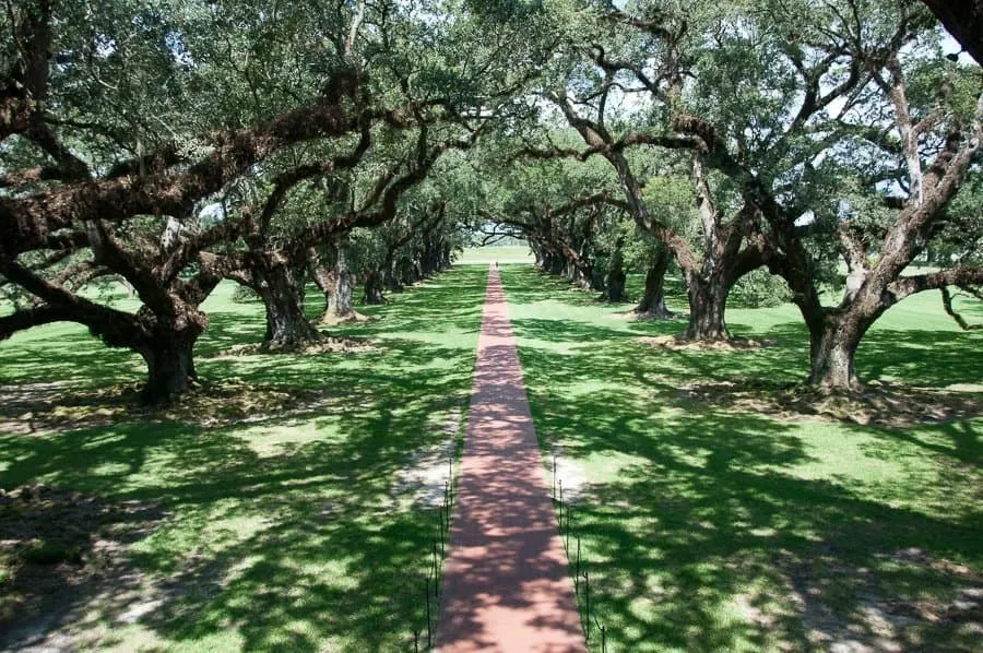 Oak Alley Plantation trees New Orleans