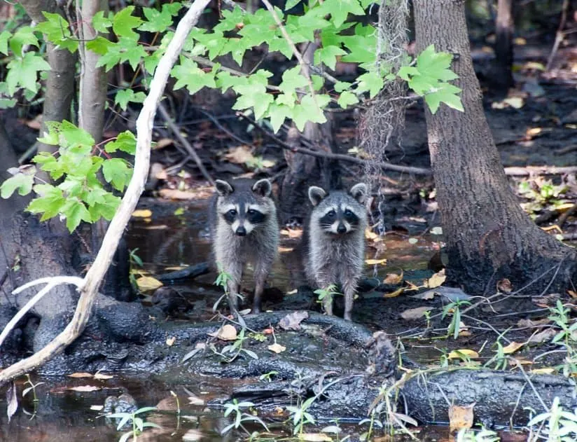 Racoons in New Orleans Swamp