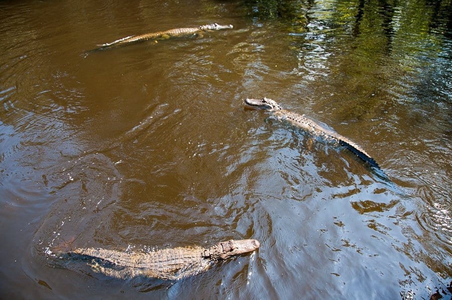 Alligators in New Orleans Swamp