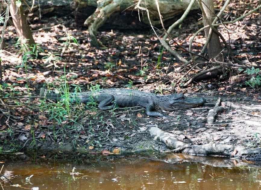 Alligator in New Orleans Swamp