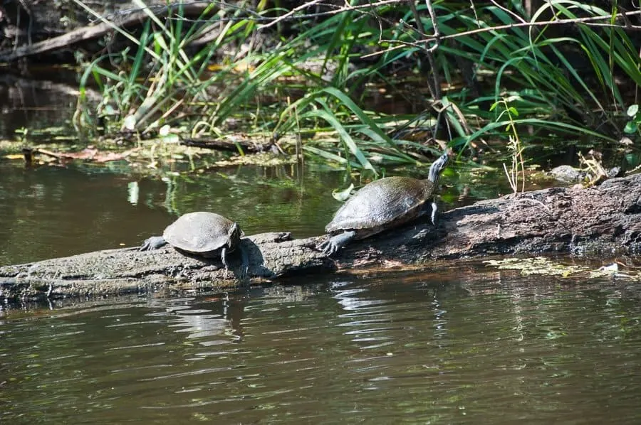 Turtles in New Orleans Swamp