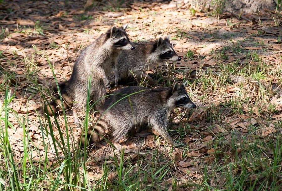 Racoons in New Orleans Swamp