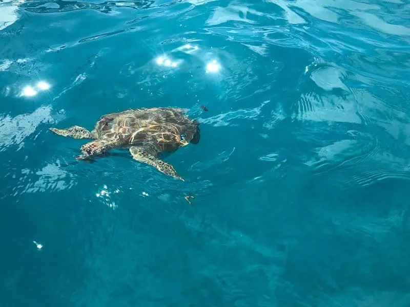 Cobblers Cove Hotel Barbados Turtles