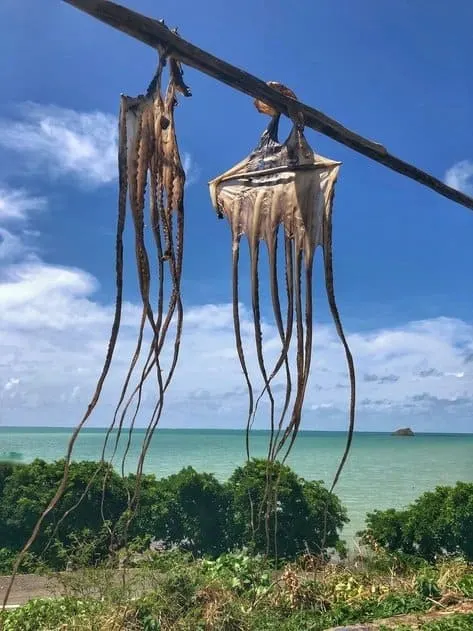 octopus-rodrigues-island