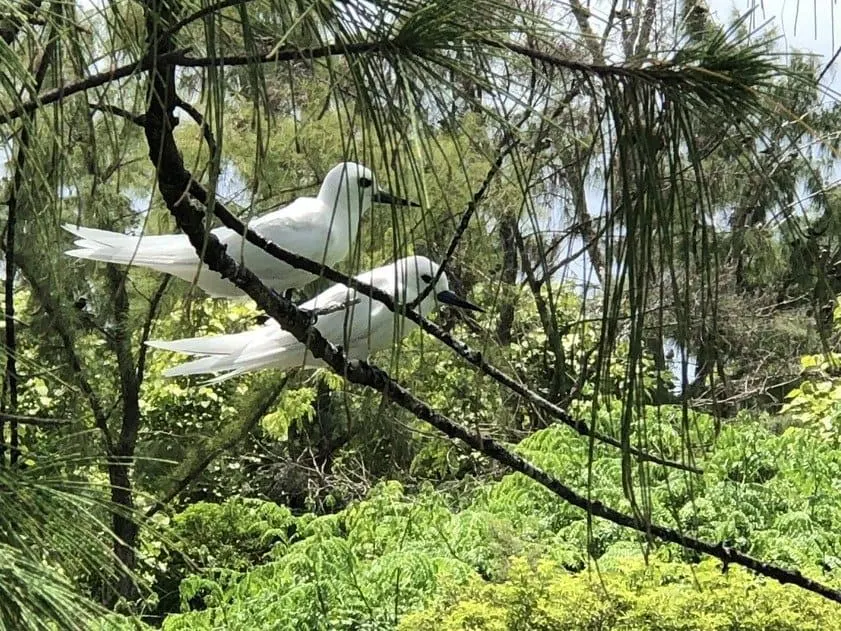 Ile-aux-Cocos-nature-reserve