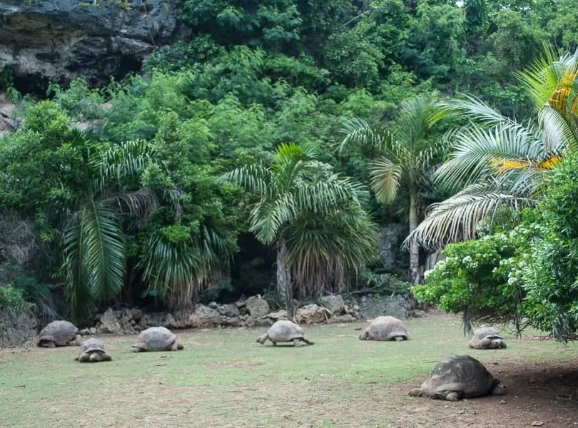 Francois -Leguat-giant-tourtois-reserve-rodrigues