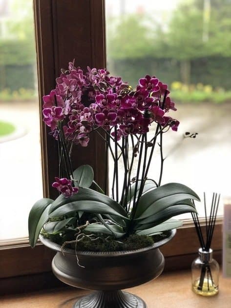 Purple Orchid pot plant